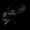 The Womb Of Primordial Nature
