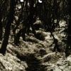 Oaken Path of Grief