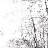 The White