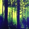 Forests Of Witchery