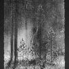 Temple Forest