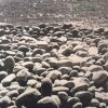 Agitpop - Feast of the Sunfish