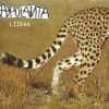 Liikaa