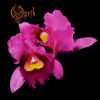 Opeth - Orchid