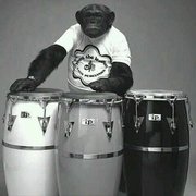 Myydn: Latin Percussion Conga &  Matador Bongot (#2026956)