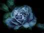 26.04.2005 19:55  -  800×600  -  37 kt.