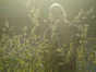 16.07.2008 16:21  -  320×240  -  16 kt.