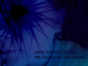 15.07.2005 00:50  -  500×375  -  26 kt.