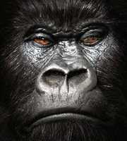 26.09.2009 11:51  -  322×359  -  26 kt.