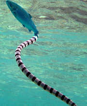 02.09.2010 13:33  -  490×600  -  84 kt.